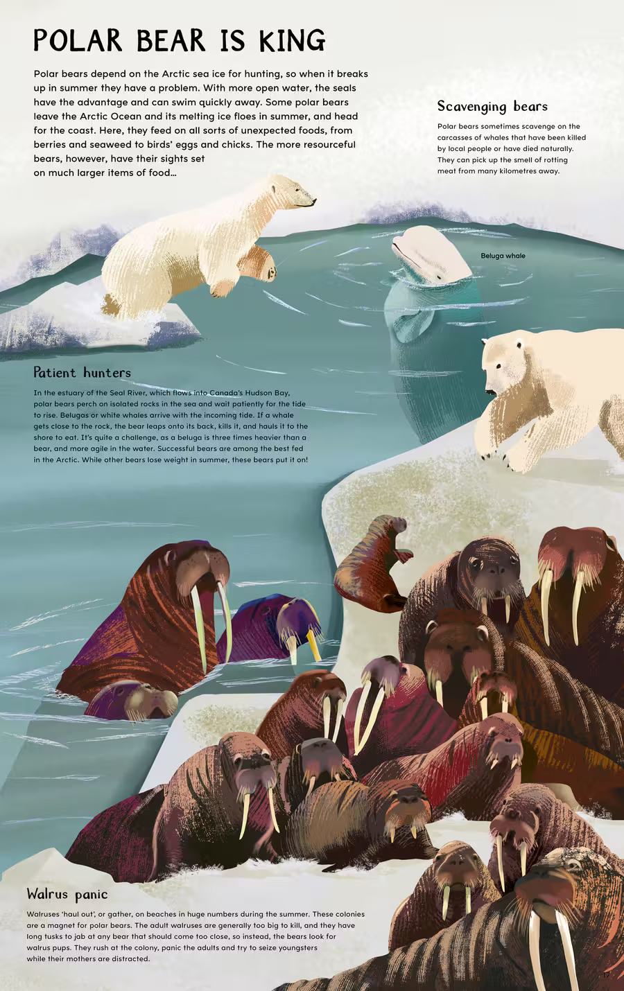 North Pole / South Pole Flip Book – non-fiction design by Victoria Vassiades, image 2 of 4