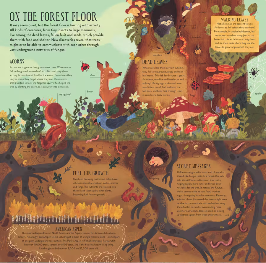 Build A Tree – novelty book design by Victoria Vassiades, image 2 of 3