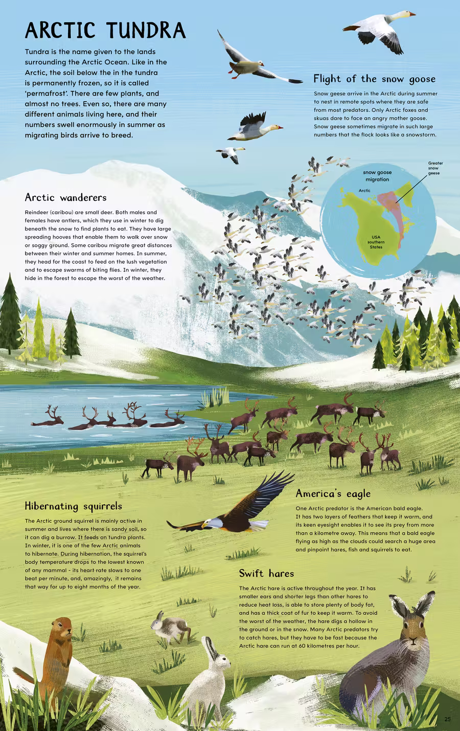 North Pole / South Pole Flip Book – non-fiction design by Victoria Vassiades, image 3 of 4